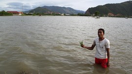 Banjir di Oku Selatan, 3,5 Hektar Sawah Terancam Gagal Panen