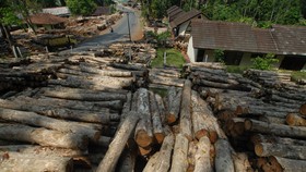 Pengawasan Lemah, Rp 144 Miliar Kayu Perhutani Raib