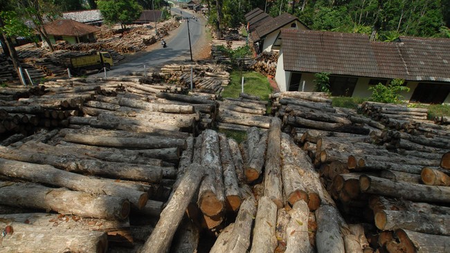 Satu orang mandor yang dipekerjakan Perhutani harus mengawasi area seluas 100 hingga 150 hektare per hari.