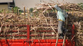 Asosiasi Petani Tebu Tolak Rencana Impor Gula Menteri BUMN