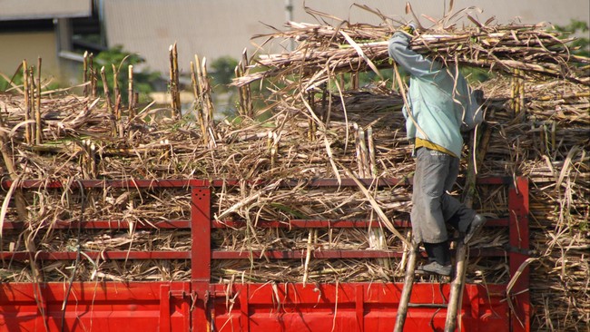 Menteri Perindustrian Saleh Husin mengatakan bahwa pembebasan lahan masih menjadi kendala dalam pembangunan pabrik-pabrik gula baru di Indonesia.