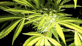 Washington DC Akan Legalkan Penjualan Ganja