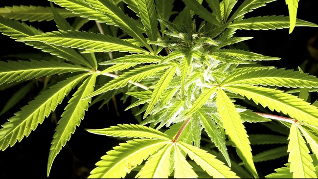 Dewan Kota Washington DC memulai dengar pendapat menimbang RUU yang melegalisasi penjualan ganja untuk rekreasi, meski akan mendapat tentangan Kongres.