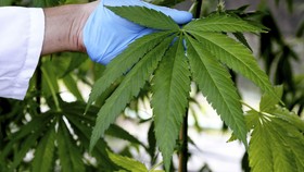 Jamaika Legalkan Kepemilikan Ganja