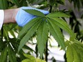 Jamaika Legalkan Kepemilikan Ganja