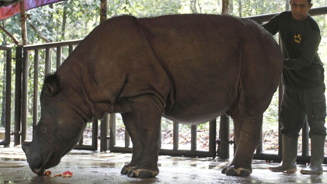 Di Indonesia ada dua macam badak yang masih hidup, yaitu Badak Sumatera (Dicerorinus sumatranus) dan Badak Jawa (Rhinoceros sondaicus). Kenali kondisinya.