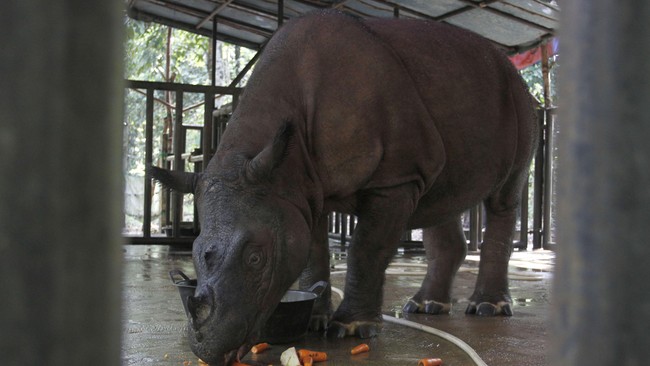 Badak sumatra dalam kondisi kritis populasinya. Sebuah penelitian telah menemukan empat zona yang baik untuk melindungi satwa hampir punah ini.