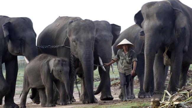 Anak gajah yang baru berusia dua tahun, Tino, ditemukan mati tak jauh dari induknya, Ria, pada pekan lalu. Apa penyebabnya?