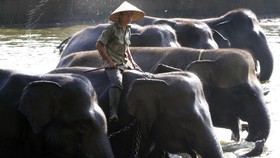 Tak Ada Lagi Atraksi Gajah di Taman Nasional Way Kambas