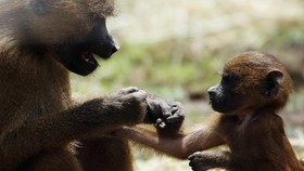 Empat Lembaga Konservasi Satwa Dihukum dalam 5 Tahun Terakhir