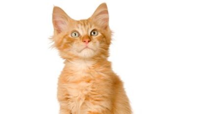 Sebuah keajaiban terjadi pada seekor anak kucing kecil berwarna kekuningan. Ia selamat setelah mengalami hipotermia dan membeku.