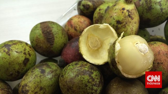 Bila Anda tidak terlalu suka dengan aroma durian yang menyengat tapi penasaran dengan rasanya, coba saja buah matoa.