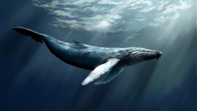 Puluhan Paus Terancam Punah Ditemukan Tewas di Pantai Chile