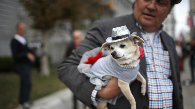 Dari pisau, granat, bahkan anjing lucu Chihuahua. Banyak kisah-kisah menarik seputar benda, bahkan mahkluk hidupp, yang dibawa penumpang ke dalam pesawat.