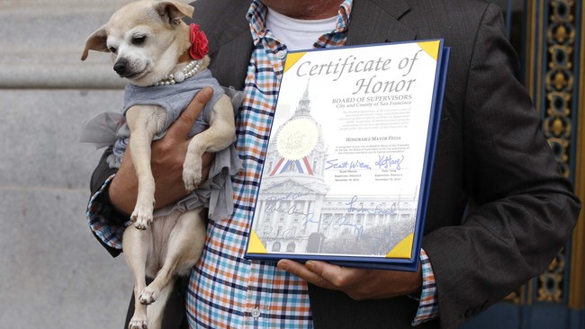 Anjing chihuahua menjadi Walikota San Francisco untuk sehari dalam rangka kampanye perlindungan dan pengendalian hewan kota itu.