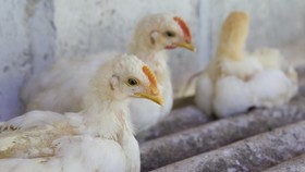 Minnesota Menyatakan Gawat Darurat Flu BUrung