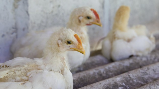 Negara bagian Minnesota menyatakan keadaan darurat flu burung setelah virus mematikan ini menjangkiti 2,6 juta unggas yang ada di sejumlah peternakan.