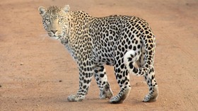 Viral Macan Tutul di Nusakambangan, BKSDA Sebut Tak Serang Manusia