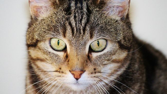 Sebuah studi terbaru mendapati fakta bahwa pencinta kucing cenderung menyukai variasi aktivitas seks macam BDSM.
