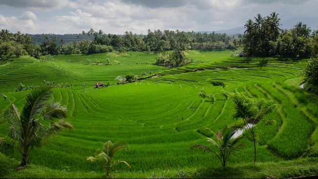Ubud menyuguhkan pemandangan alam yang berbeda dengan kawasan Bali lainnya. Seni dan budaya terasa sangat kental di sini.