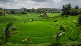 Motif Bule Rusia Telanjang di Pohon Sakral Bali: Demi Konten Medsos