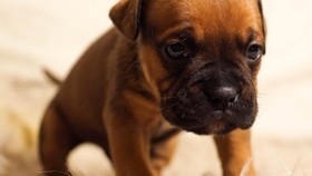 Sebuah Kafe di L.A. Menyuguhkan Kopi dan Anjing