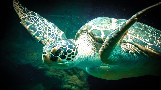 Peneliti J. Rogers Brothers dari University of North Carolina, berkata penyu dapat memperhitungkan sisi kemiringan geometris pada bumi untuk kembali ke pantai.