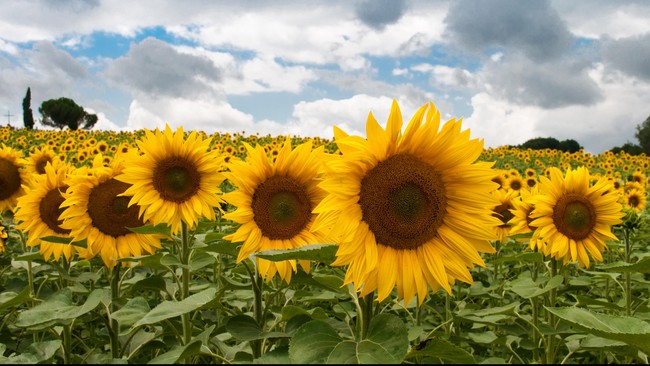 Bunga matahari merupakan salah satu tanaman yang mudah ditanam. Berikut cara menanam bunga matahari yang benar dari biji.