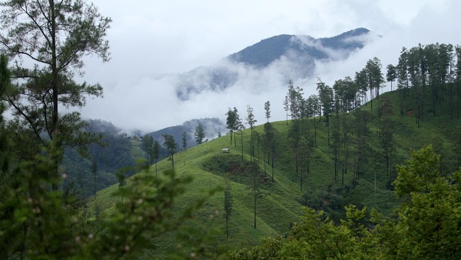 Akibat penyerangan itu petugas patroli kehutanan Balai Besar Taman Nasional Gunung Leuser mengalami memar, kendaraan dirusak.