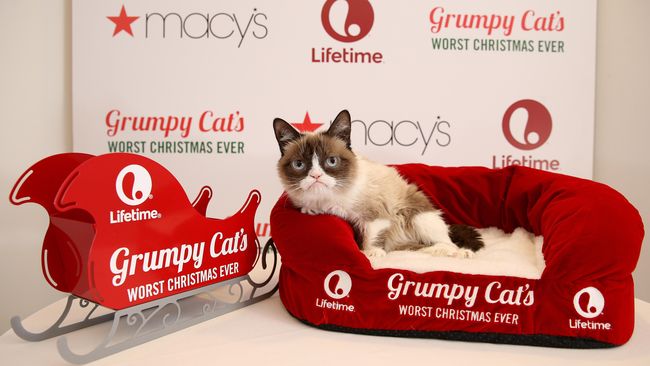 Pameran How Cats Took Over the Internet di Museum of the Moving Image di New York menampilkan para kucing selebriti, dari Grumpy Cat sampai Lil Bub.