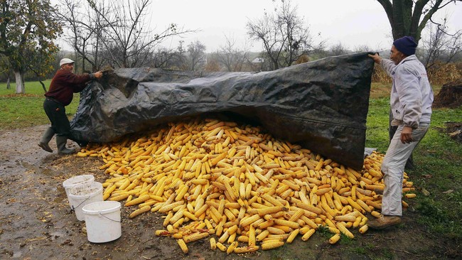 Sekelompok peneliti dari Boston University menemukan bahwa jagung mempengaruhi iklim dunia. Ini karena tanaman tersebut penyumbang terbesar CO2 di udara.