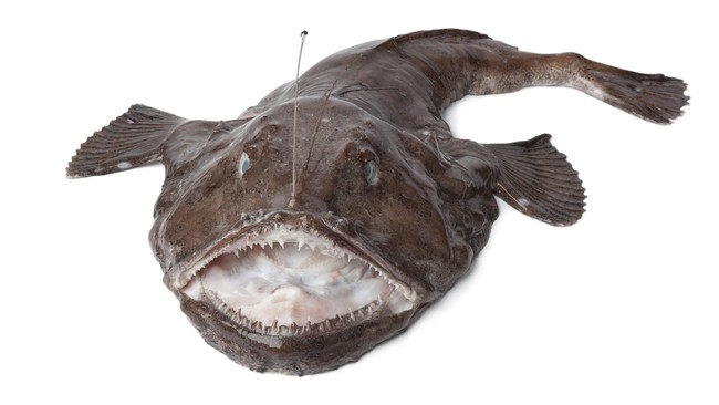 Ada yang menjuluki anglerfish sebagai ikan iblis. Bentuk fisik ikan ini memang aneh. Tapi cara ikan ini bereproduksi juga tak kalah anehnya.