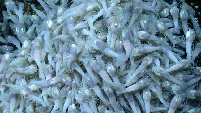 Menurut badan antariksa Amerika (NASA), udang bernama Rimicaris hybisae menyimpan informasi soal keberadaan alien. Hewan ini hidup di perairan Karibia.