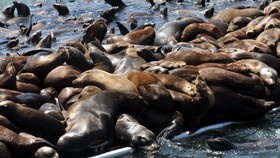 Turis Usik Singa Laut, Pantai San Diego Ditutup 7 Tahun