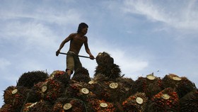 Asian Agri Ingin Bangun 20 Pembangkit Listrik Biogas