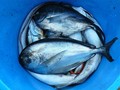 Ada Patogen Corona, China Larang Produk Laut Indonesia