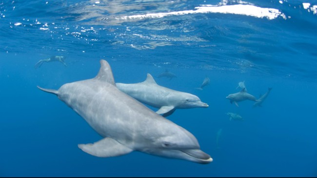 Akuarium-akuarium Jepang setuju untuk berhenti membeli lumba-lumba yang ditangkap di Taiji, lokasi perburuan kontroversial di negara itu.