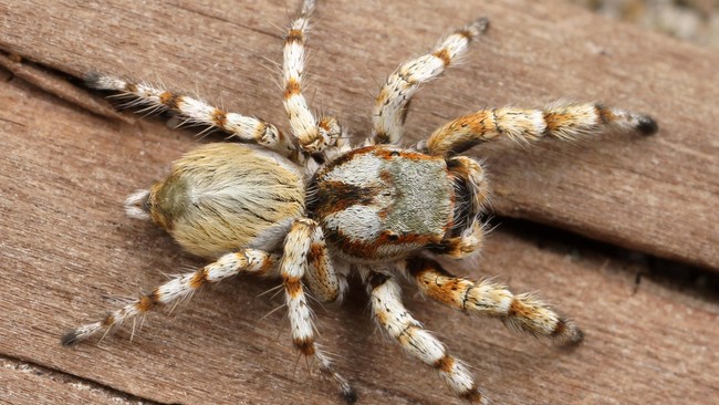 Ada spesies laba-laba tropis mengadopsi perilaku yang aneh. Laba-laba itu 'terbang' dari pohon ke pohon, seperti Superman bukan Spiderman.