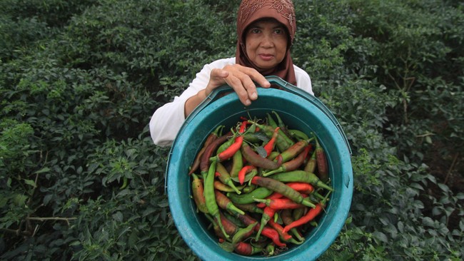 Gagal panen menjadi alasan pemerintah dalam menjelaskan lonjakan harga cabai yang terjadi.