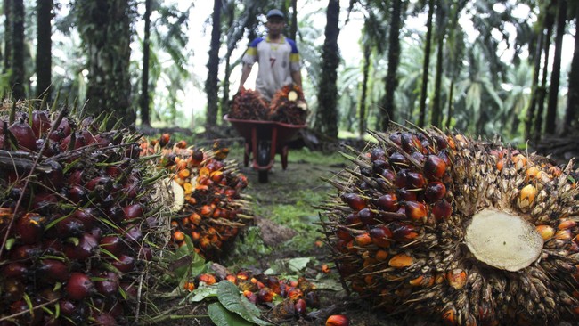 Permintaan minyak sawit mentah diperkirakan stagnan pada 2015 meski produksinya berpotensi meningkat hingga 5 juta ton.