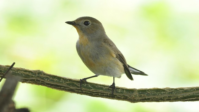 Spesies baru itu diberi nama Muscicapa sodhii. Ia termasuk burung flycatcher yang memiliki bintik-bintik abu-abu di tubuhnya.