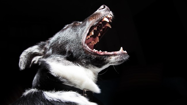 Polres Badung memastikan bila warga sudah melapor secara resmi soal dugaan anjing-anjing di Canggu mati diracun, pihaknya akan segera melakukan penyelidikan.