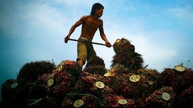 Integrasi Kebun Sawit dan Sapi Segera Direalisasikan