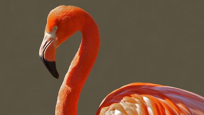 Burung flamingo digambarkan sebagai hewan untuk memperlihatkan perubahan dalam diri seorang wanita terutama yang baru saja menjadi ibu.