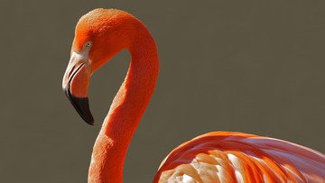 Flamingo Era, Fase Saat Ibu Merasa Kehilangan Diri Sendiri