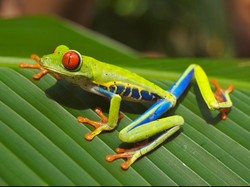 Ternyata Katak Minum Melalui Kulit & Mata, Kok Bisa?