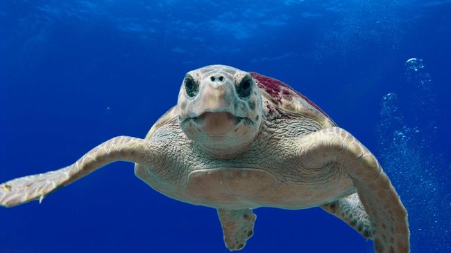 Meningkatnya aktivitas masyarakat di Kepulauan Derawan dan semakin banyaknya wisatawan yang berdatangan membuat penyu hijau terusik.