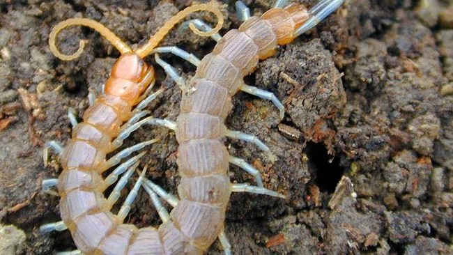 Ahli menemukan bahwa rantai DNA Lipan lebih pendek dari manusia. Ada gen yang hilang, terutama yang menerima cahaya dan mengatur jam biologis. Mengapa?