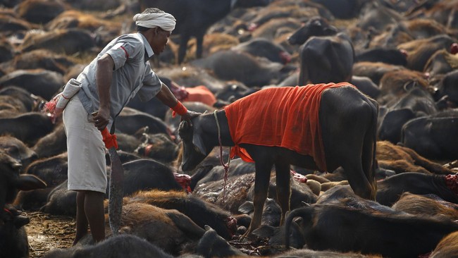 Lebih dari 5.000 kerbau dikurbankan dalam Festival Gadhimai, ritual keagamaan umat Hindu yang dipercaya membawa keberuntungan di Nepal, Sabtu (29/11).