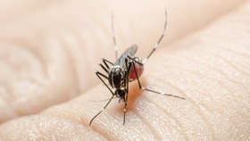 Virus Zika, Travel Warning Makin Luas
